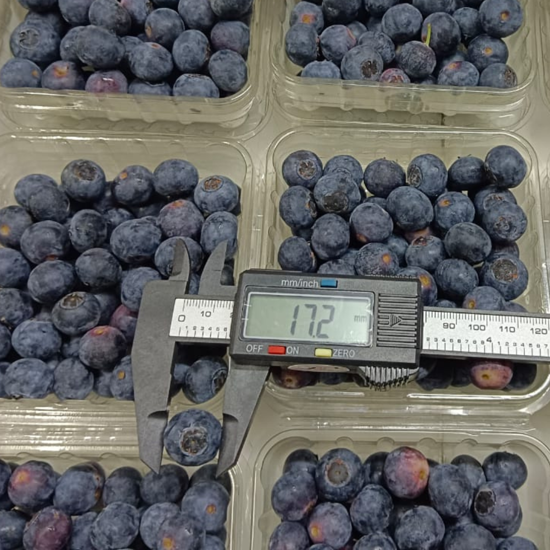 Argentina Blueberry [125G/1Pack] MBG Fruit Shop