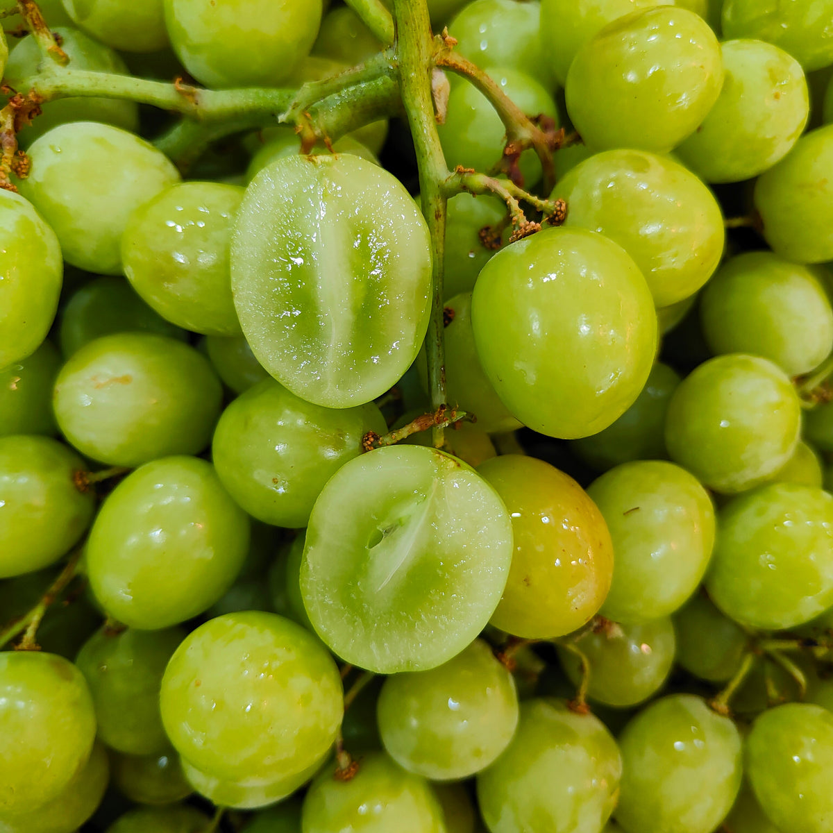 autumn crisp grape plant Australia Autumn Crisp Green Grape (Loose) [900G] – MBG Fruit Shop