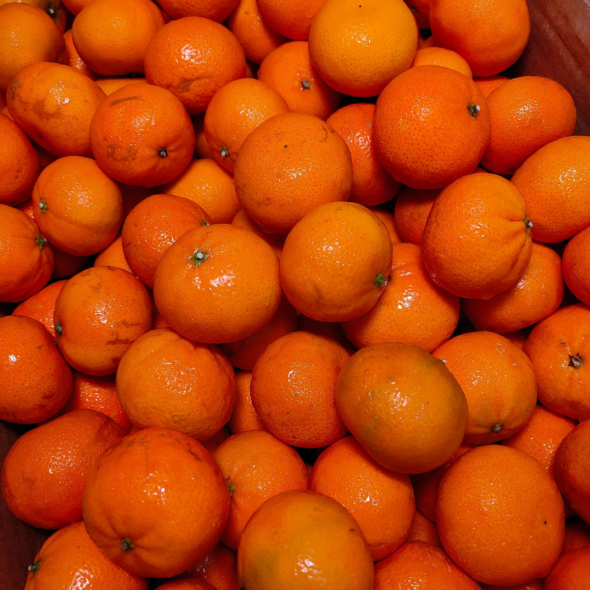 South Africa Nadorcott Tangerine (M) [20 Pcs/Pack] MBG Fruit Shop