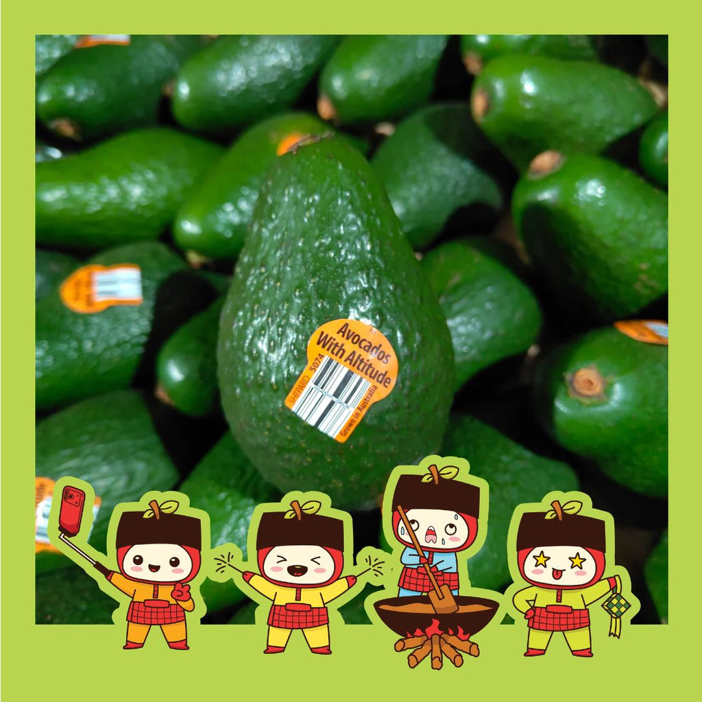 Australia Shepard Avocado (M) [3pcs]-MBG Fruit Shop