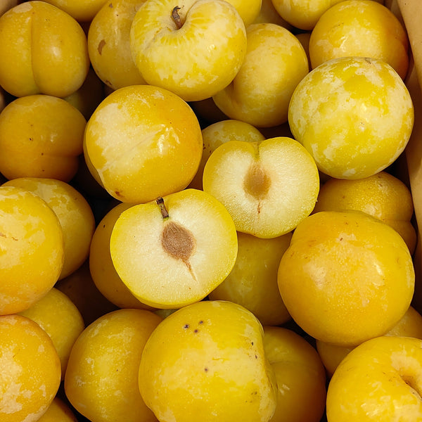 China Golden Plum (M) [5 Pcs]-Stone Fruits-MBG Fruit Shop