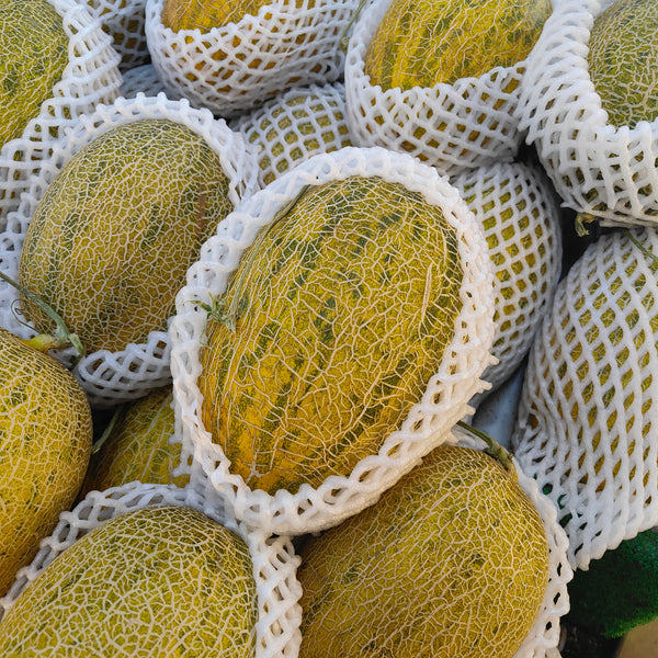China Hami Melon [1 Pc] (+/- 1.8Kg)-Exotic Fruits-MBG Fruit Shop