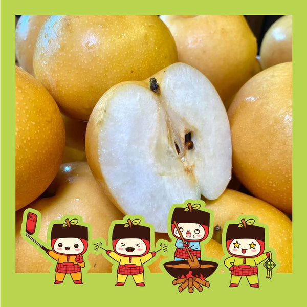 China Singo Pear (M) [4 Pcs]-Apples Pears-MBG Fruit Shop