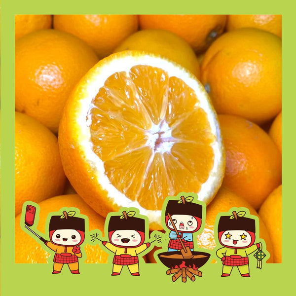 Egypt Lane Late Navel Orange (M) [5pcs]-MBG Fruit Shop