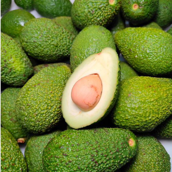 Kenya Hass Avocado (M) [5 Pcs]-Stone Fruits-MBG Fruit Shop