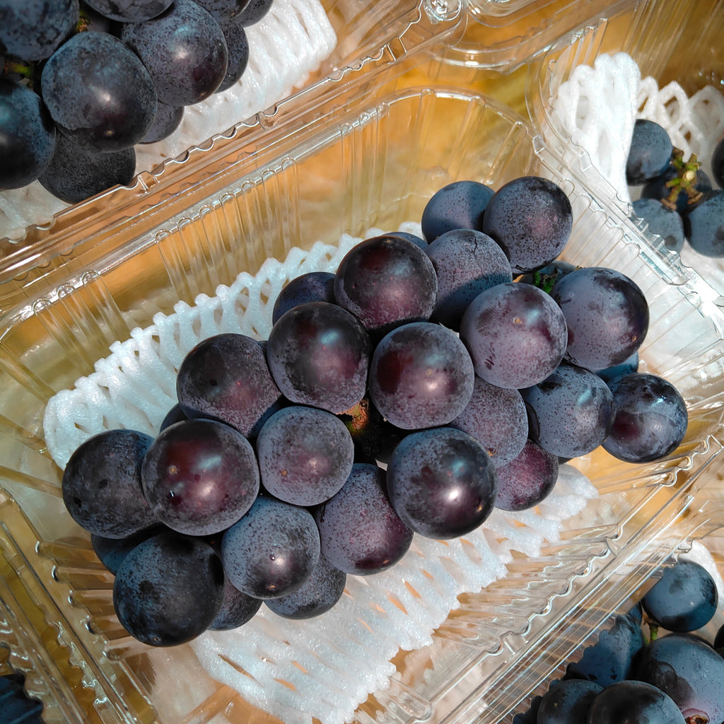 Korea Kyoho Black Grape (1 Pack) [+/450G] MBG Fruit Shop