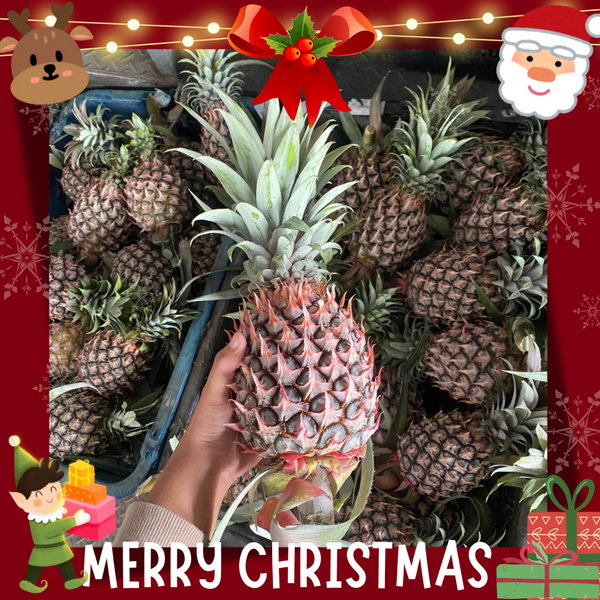 Malaysia Sweet Josapine Pineapple [1 Pc]-Exotic Fruits-MBG Fruit Shop