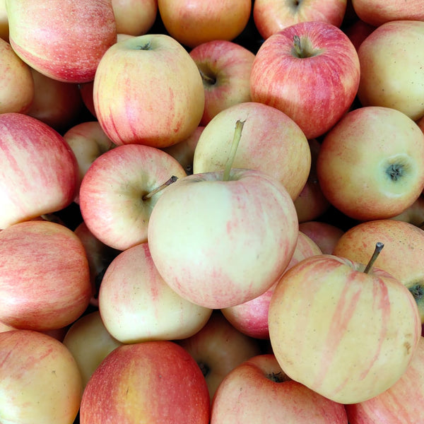 Serbia Bloom Royal Gala Apple (S)-Apples Pears-MBG Fruit Shop