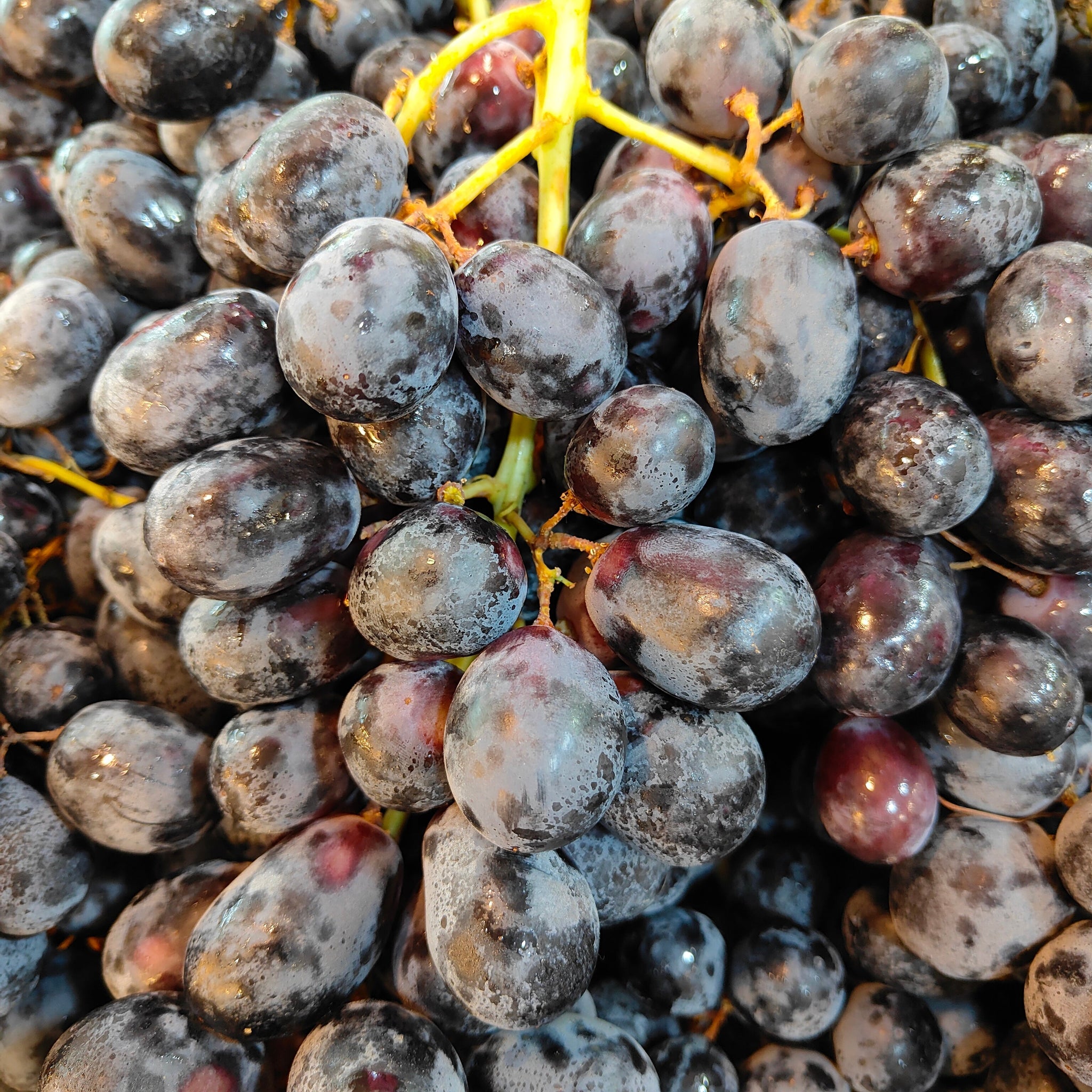 USA Autumn Royal Grape [500G/Pack] MBG Fruit Shop