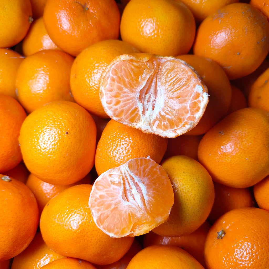 South Africa Nova Mandarin [8 Pcs]-Citrus-MBG Fruit Shop