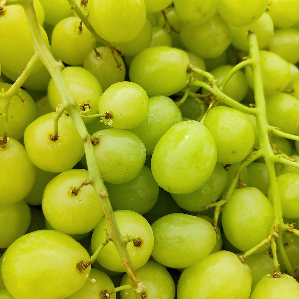South Africa Prime Green Grape [500G/Pack]-Grapes-MBG Fruit Shop