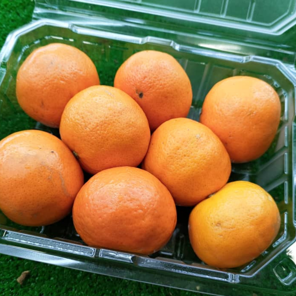 South Africa Sweet Mandarin (1PACK)-Citrus-MBG Fruit Shop
