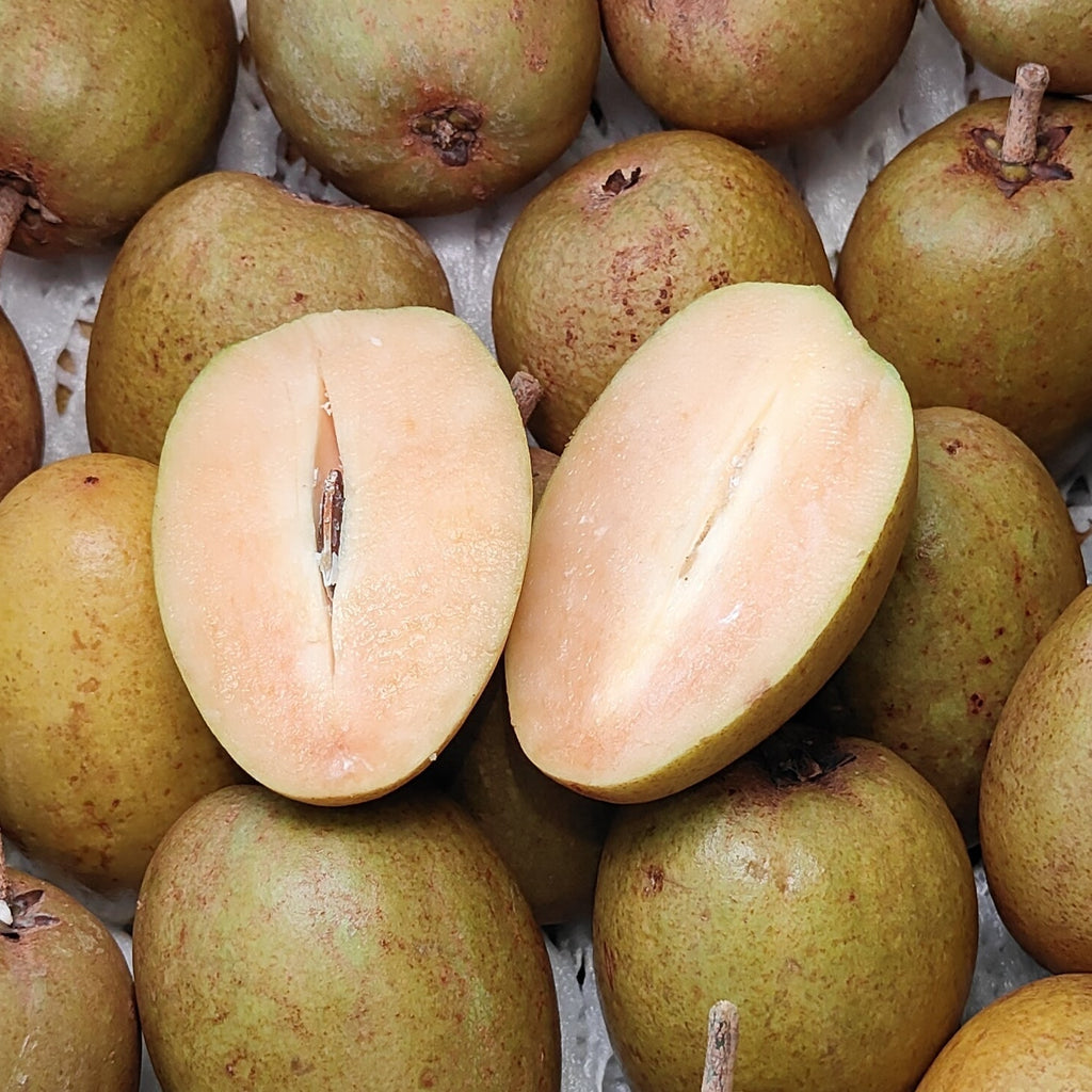 Vietnam Ciku [+/-1.0Kg]-Exotic Fruits-MBG Fruit Shop