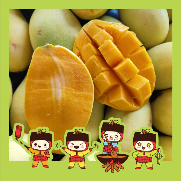 Vietnam Mango Susu Gold (M) [+/-1.0Kg]-Exotic Fruits-MBG Fruit Shop