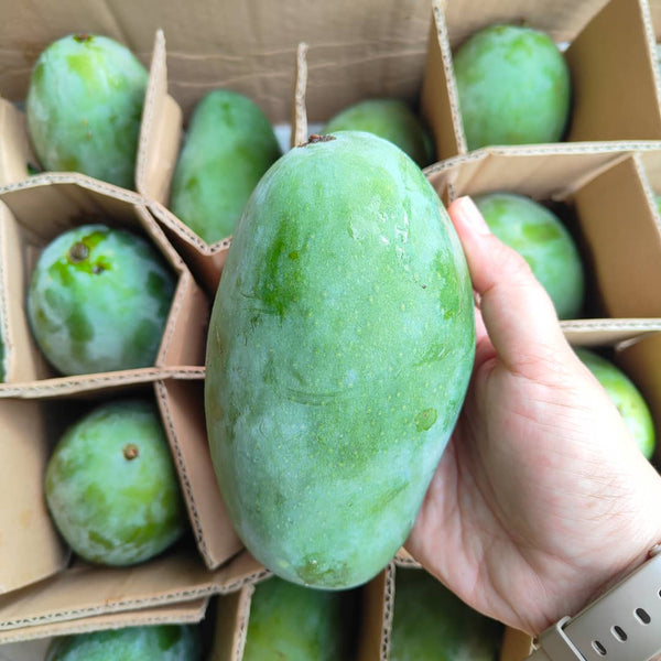 Indonesia Harum Manis Mango -Exotic Fruits-MBG Fruit Shop