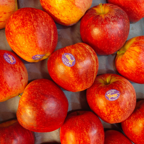 New Zealand Gala Apple (S) [5pcs]-Apples Pears-MBG Fruit Shop