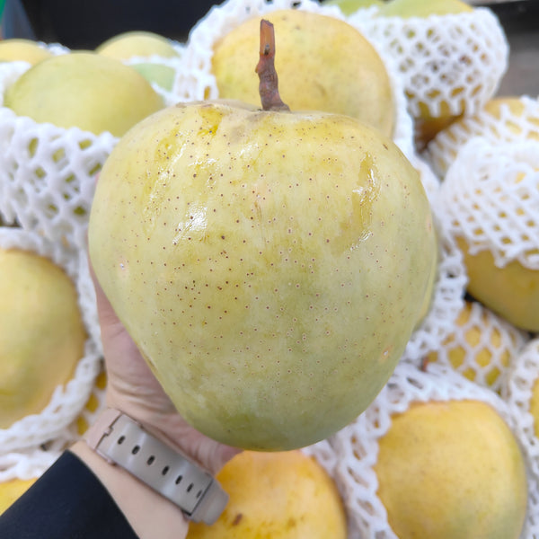 Thailand Mango Gold R2E2 [+/-1.5kg]-Exotic Fruits-MBG Fruit Shop