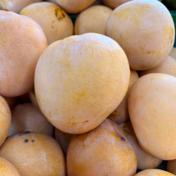 Thailand Mango R2 Gold [+/- 1.4kg]-Exotic Fruits-MBG Fruit Shop