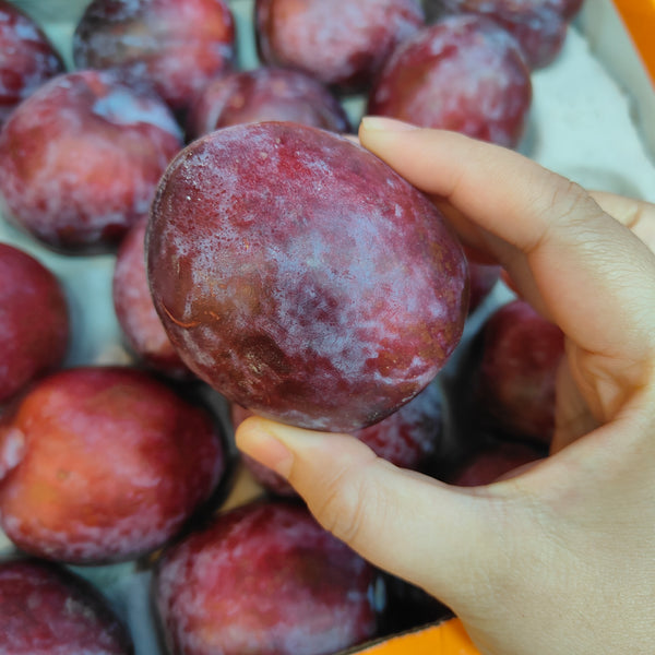 South Africa Red Plum [+/-500g]-MBG Fruit Shop