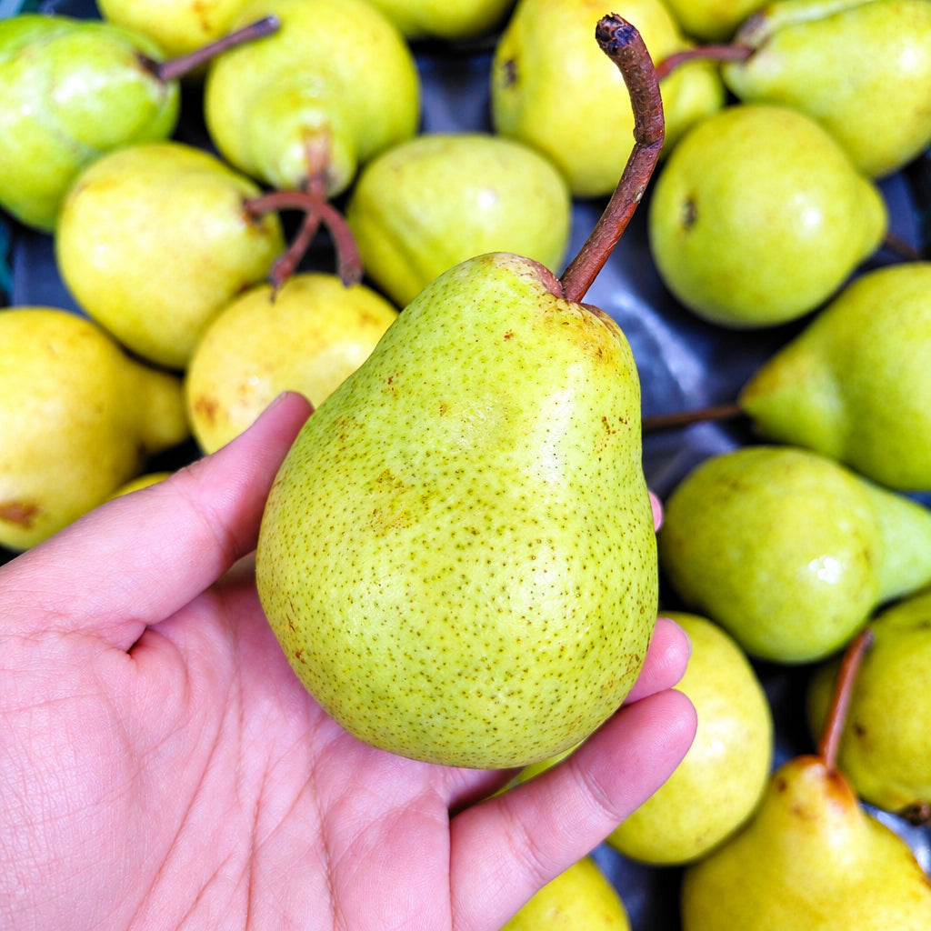 South Africa Packham Pear (S)