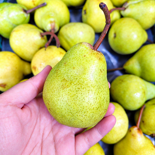 South Africa Packham Pear (S)