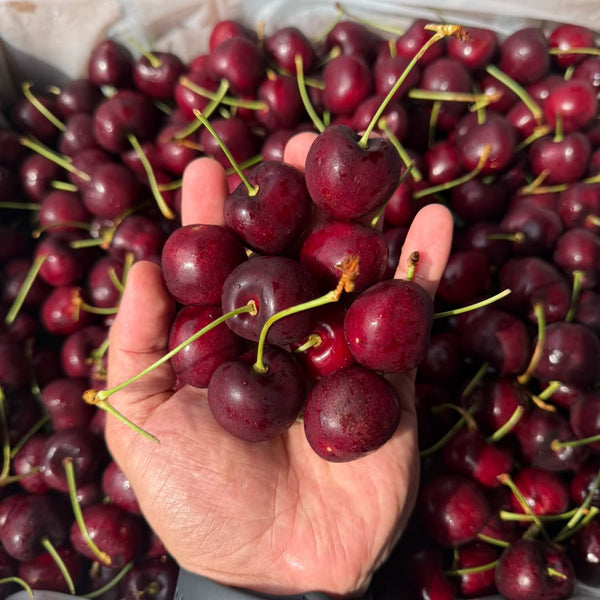 USA Cherry [250G/Pack]-Stone Fruits-MBG Fruit Shop