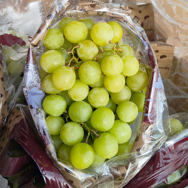 South Africa Autumn Crisp Green Grape XXL [750G/Pack]-Grapes-MBG Fruit Shop