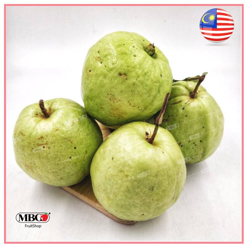 Malaysia Guava - (L)-Common Fruits-MBG Fruit Shop